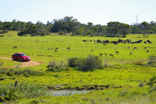 Hotel Kragga Kamma Game Park Port Elizabeth Exterior foto